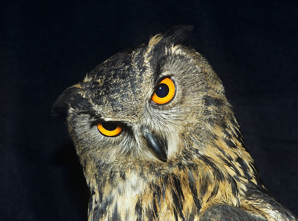 Similar – red kite Kite Red kite Zoo