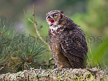 Similar – Image, Stock Photo The owl Environment Animal