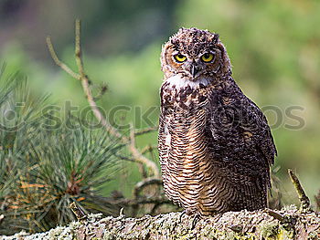 Similar – Image, Stock Photo The owl Environment Animal