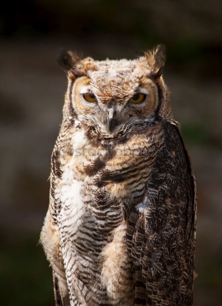 Similar – Image, Stock Photo Eagle owl approaching