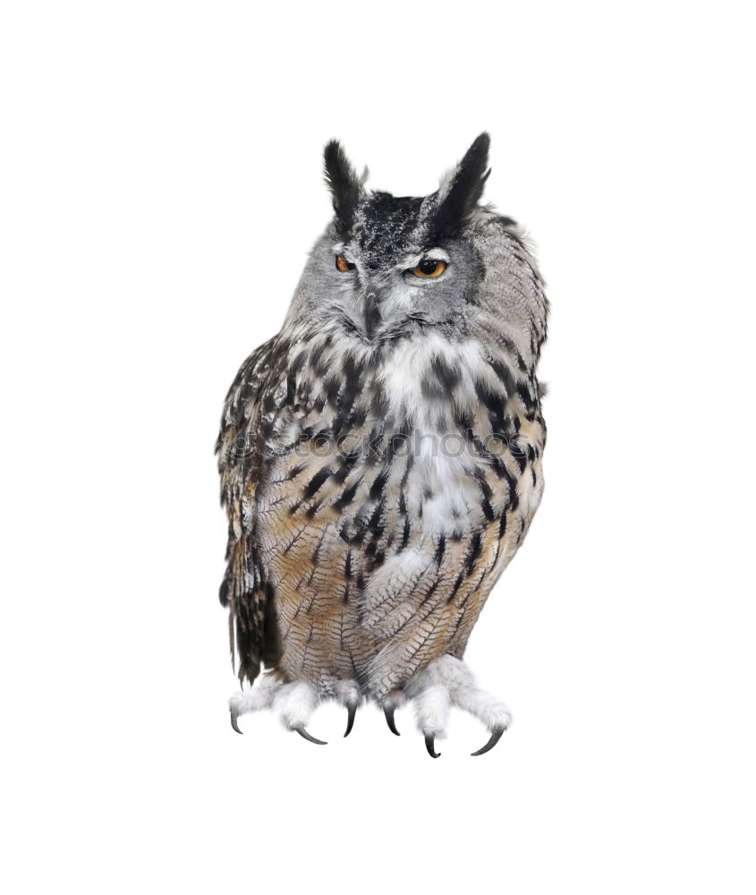 Similar – portrait of cute little owl