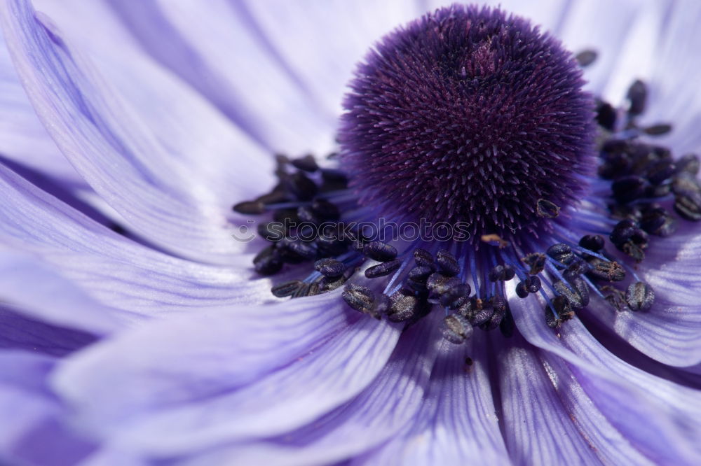 Similar – blue flowering anemone