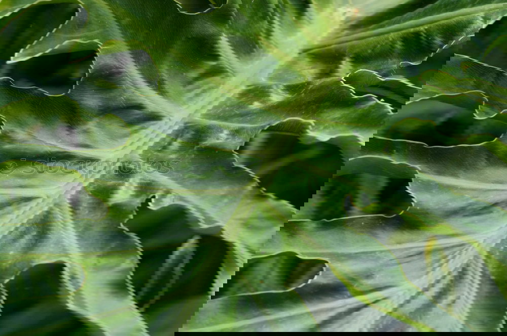 Similar – Image, Stock Photo Tropical jungle leaves with water drops