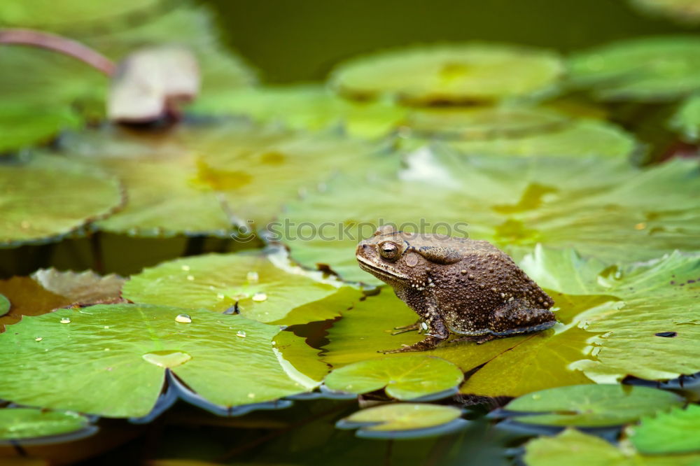 Similar – Kiss me, I am a… Frog! What else?