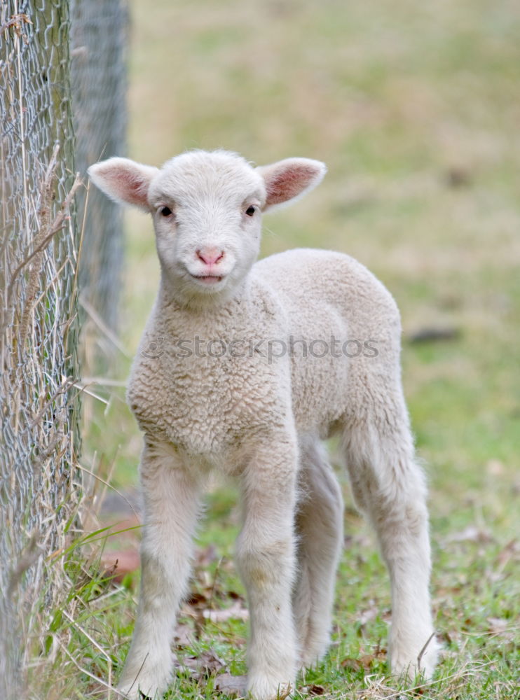 Similar – little lamb Nature Animal