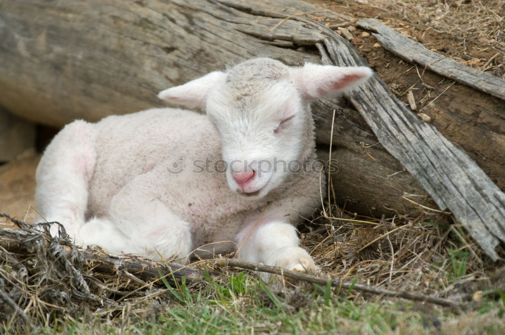 Similar – Image, Stock Photo With mum it is most beautiful