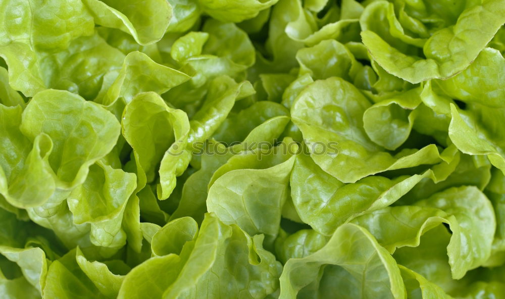 Similar – salad food Green Plant