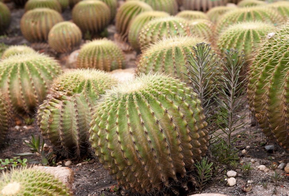 Similar – spiked parade Cactus Green