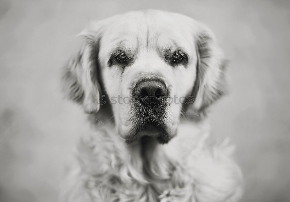 Similar – Image, Stock Photo Yellow Labrador Retriever is in front of cherry blossoms