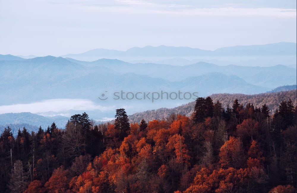 Similar – Image, Stock Photo Palatinate Forest Nature