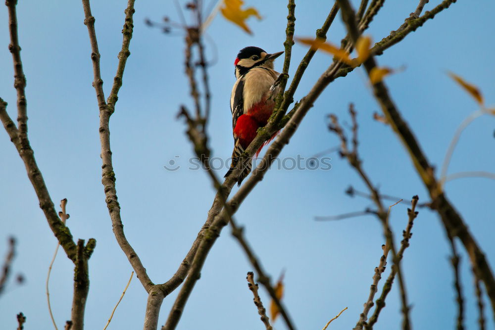 Similar – Foto Bild Meisenwinter (bunt) Vogel