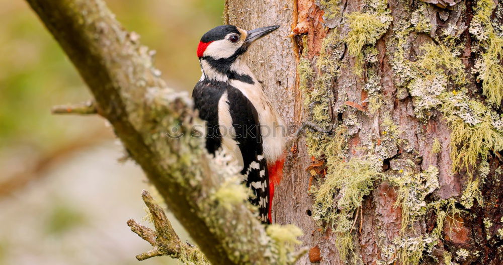 Little spotted woodpecker looks out of his tree hollow