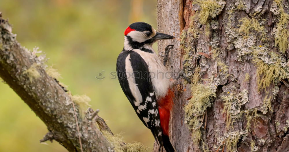 Similar – Image, Stock Photo Woodpecker looks crooked out of the hollow of the tree