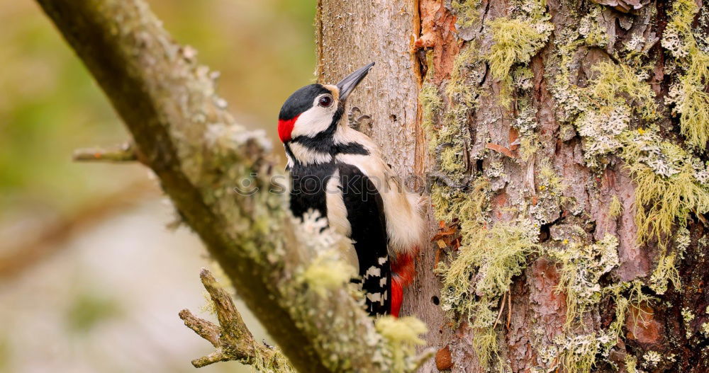 Similar – Little spotted woodpecker looks out of his tree hollow