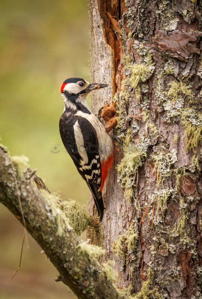 Similar – Image, Stock Photo Great spotted woodpecker on tree trunk