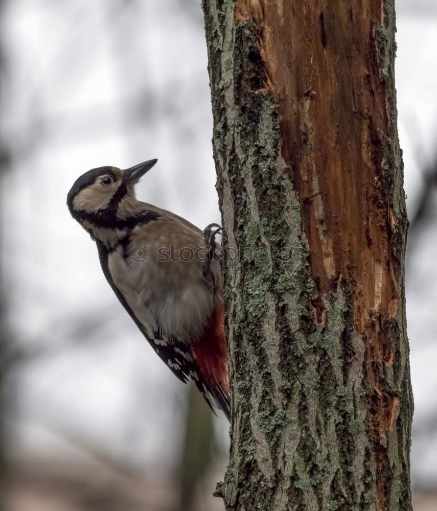 Similar – Image, Stock Photo Great spotted woodpecker on tree trunk