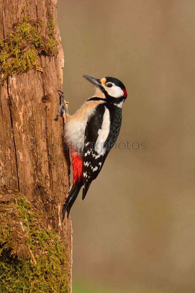 Similar – Image, Stock Photo Great Spotted Woodpecker