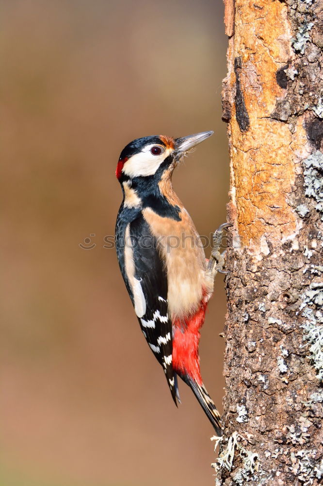 Similar – Little spotted woodpecker looks out of his tree hollow