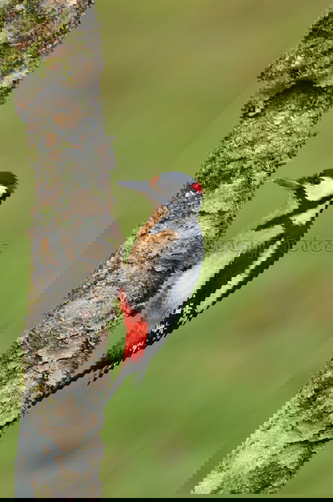 Similar – Image, Stock Photo Great Spotted Woodpecker