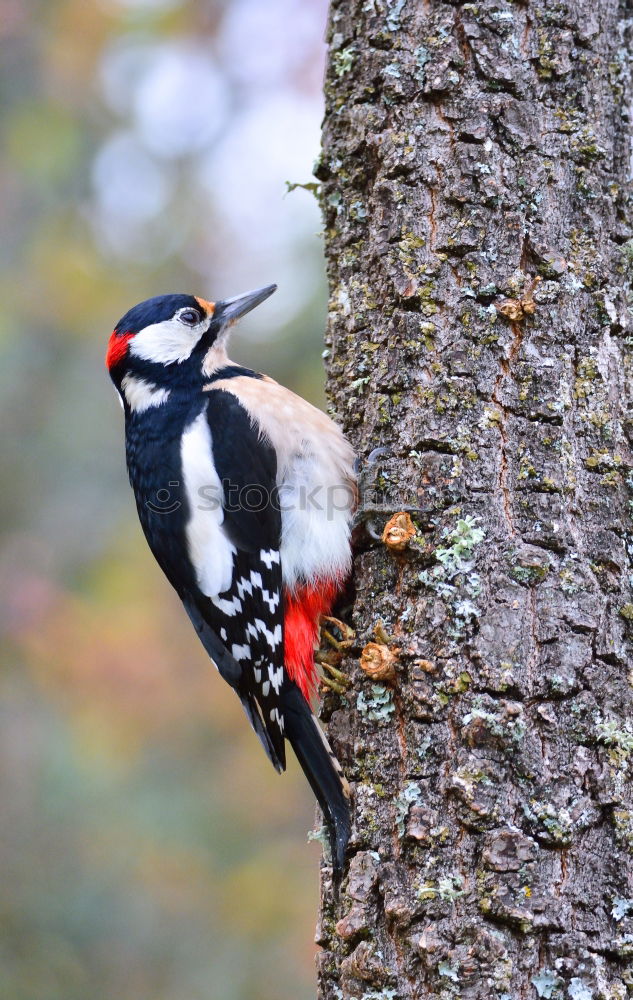 Similar – Image, Stock Photo Great spotted woodpecker on tree trunk