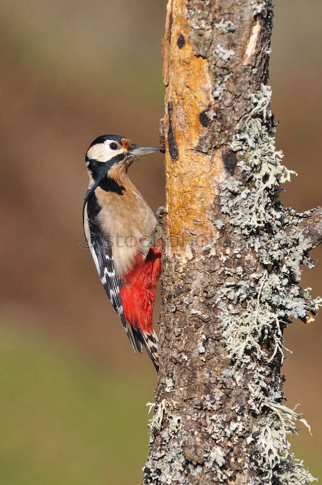 Similar – Image, Stock Photo Great spotted woodpecker on tree trunk