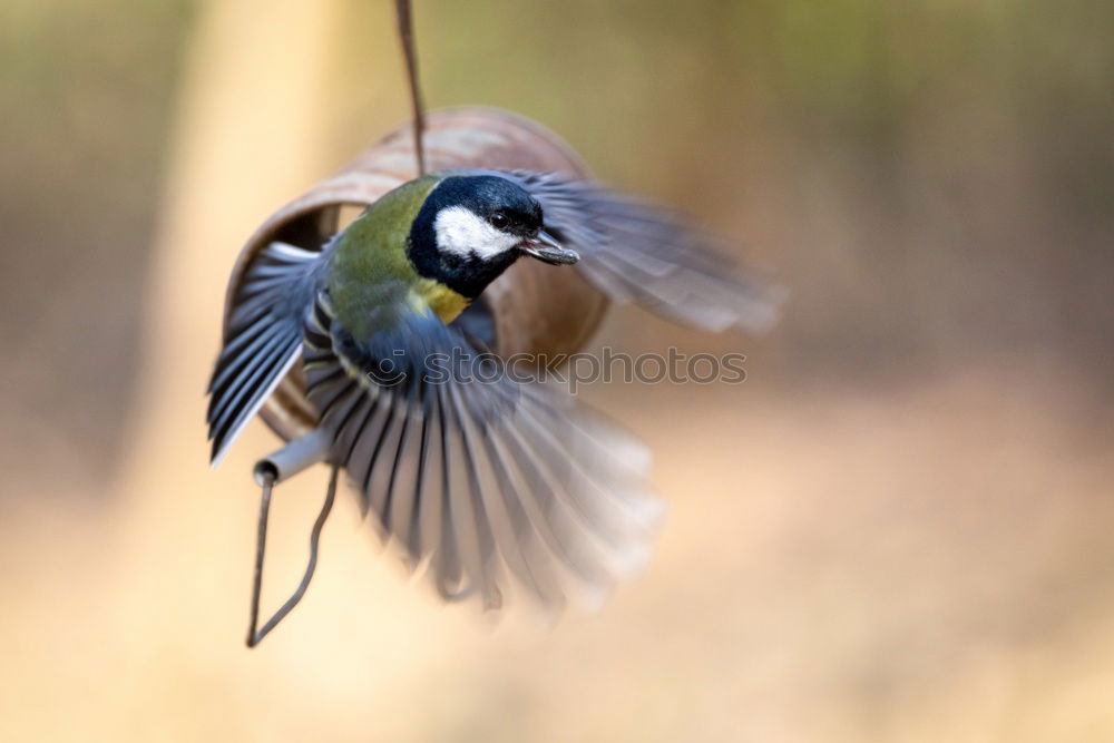 Similar – Image, Stock Photo Southern Red Bishop