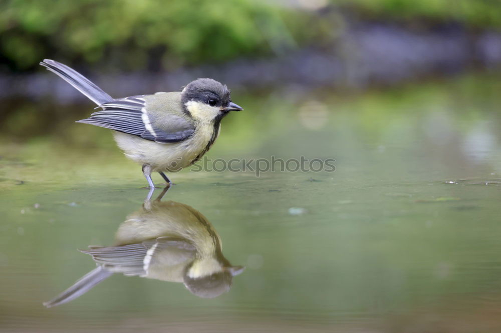 Similar – Great Spotted Woodpecker and Jay