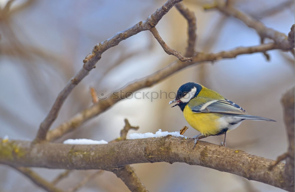 Similar – Blue tit in the evening sun