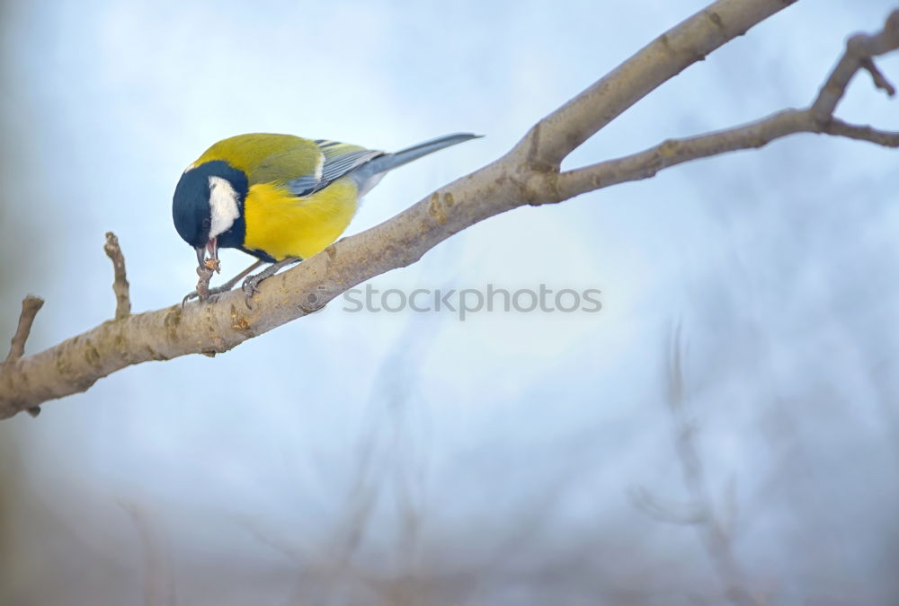 Similar – Image, Stock Photo Great tit sitting on a bare twig in front of a blue-grey sky