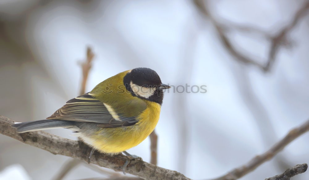 Similar – Image, Stock Photo *flatter* Bird Tit mouse