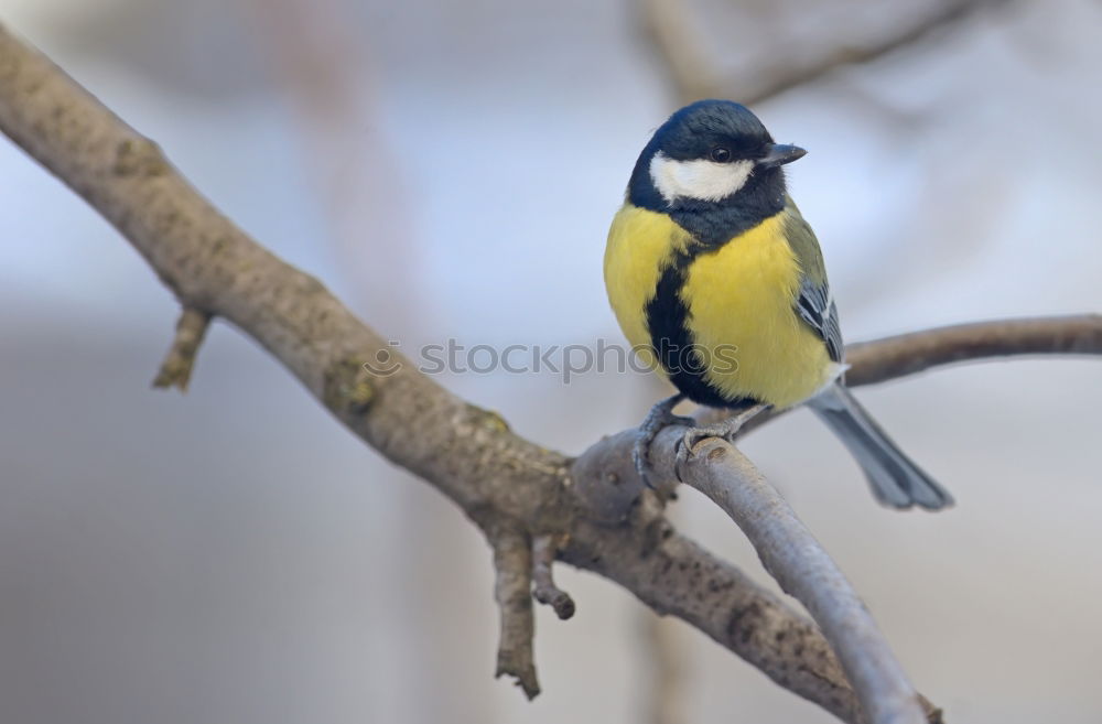 Similar – Image, Stock Photo Blue tit in autumn Nature