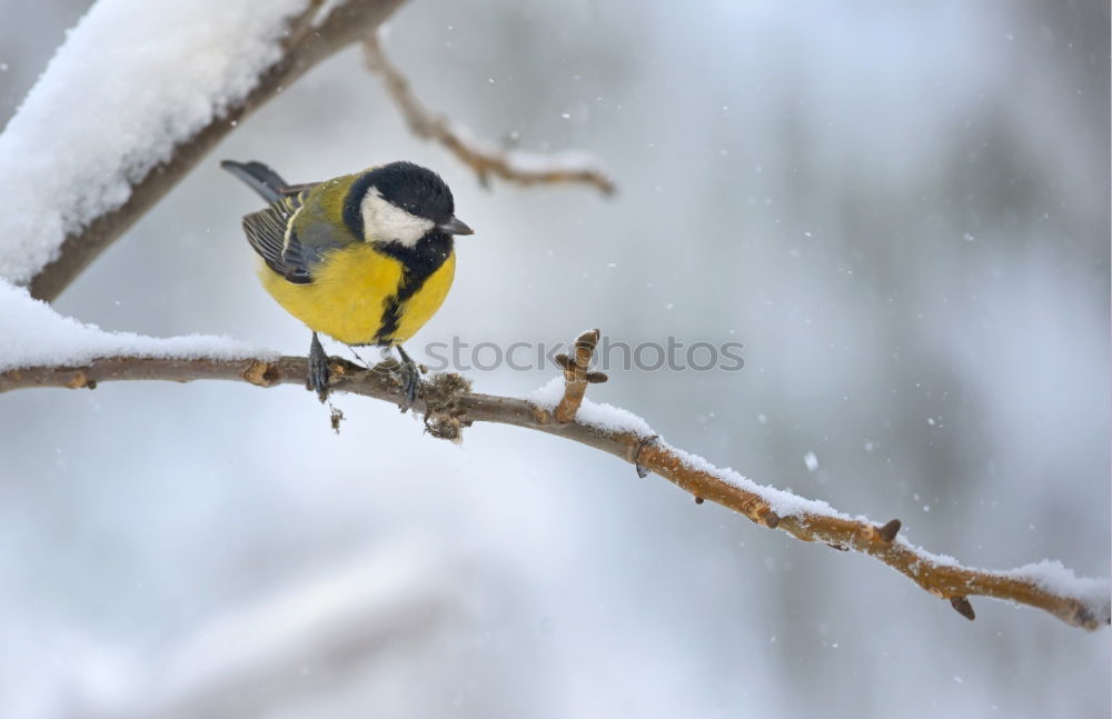 Similar – Image, Stock Photo i’m hungry… Garden