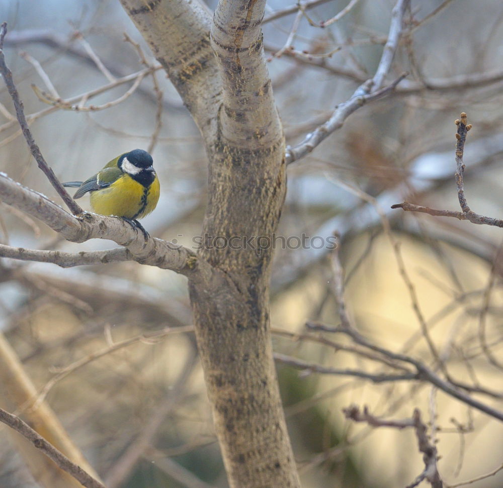 Similar – Weaver bird acrobatics