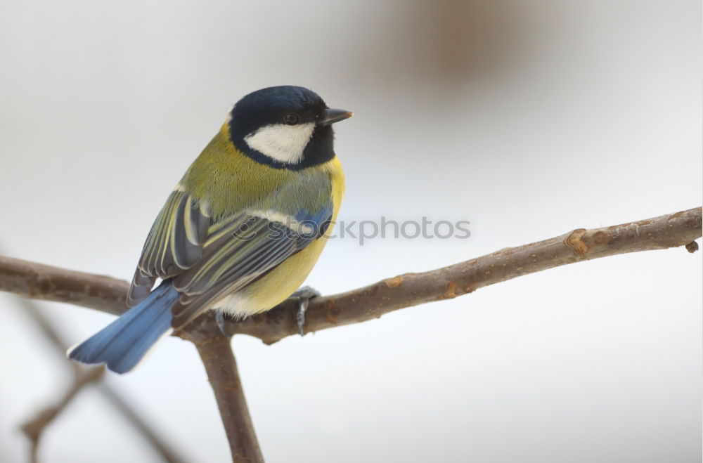 Similar – Image, Stock Photo Blue tit on a branch