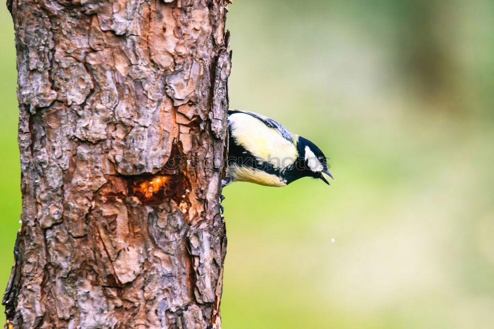 Image, Stock Photo noise | woodpecker knocking