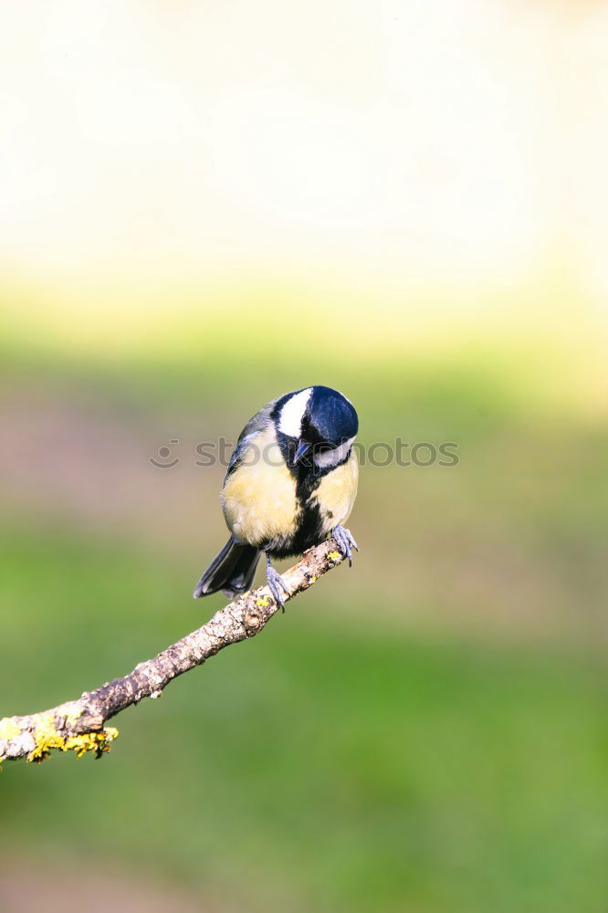 Similar – Anflug Tier Vogel