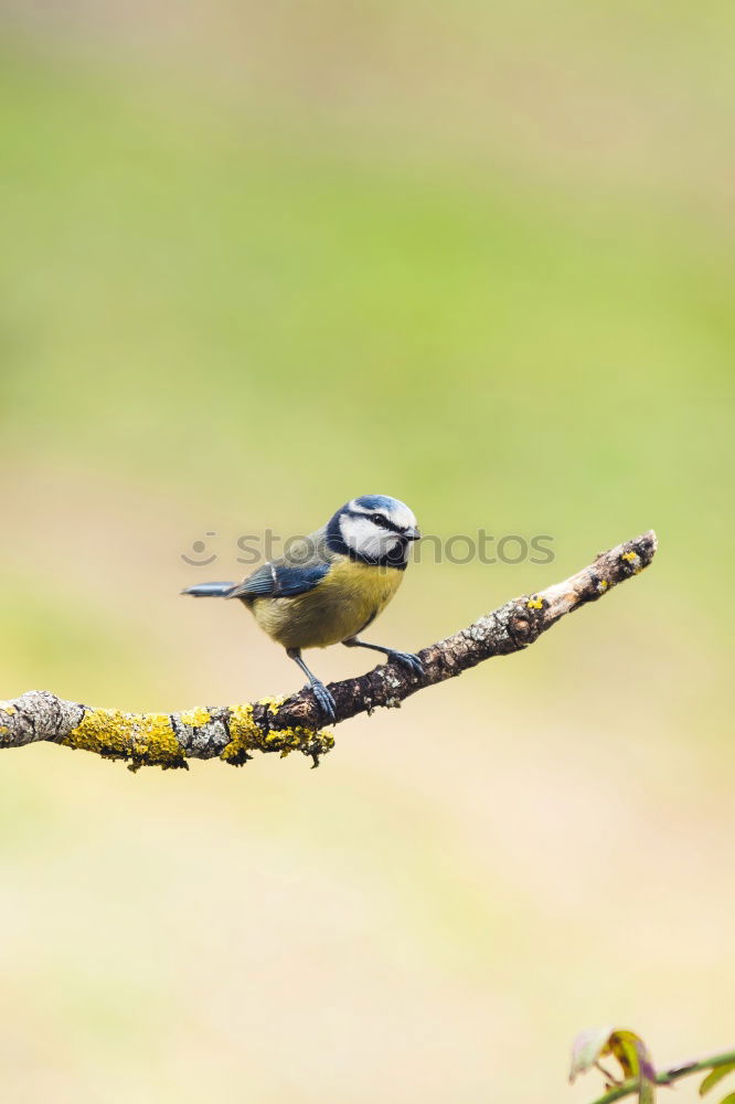 Similar – Image, Stock Photo titmouse spring