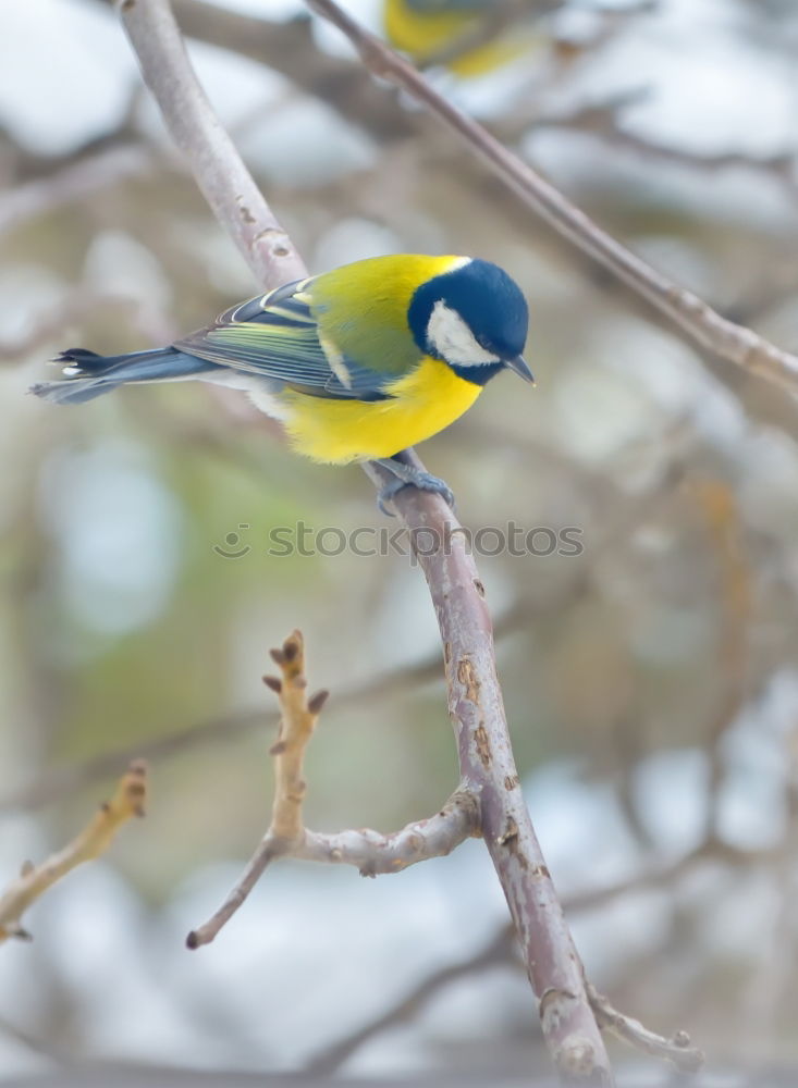 Similar – Blue tit in the evening sun