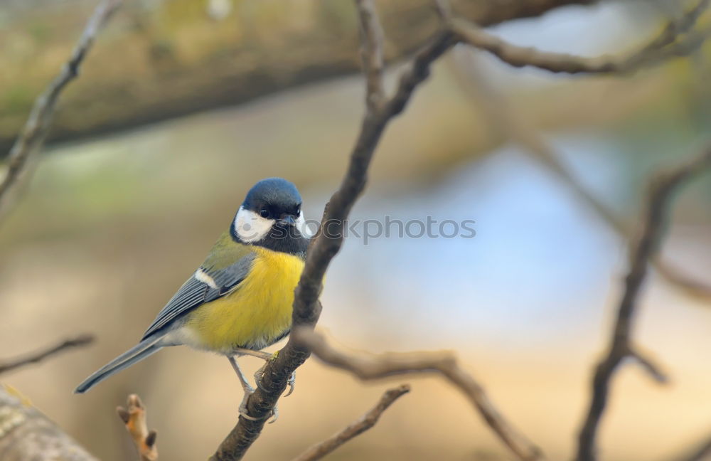 Similar – Great tit in a rose bush