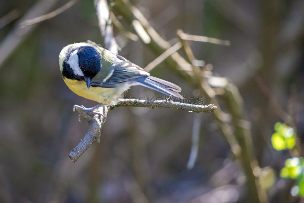 Similar – Foto Bild Frühling, Frühling, wird es nun bald!