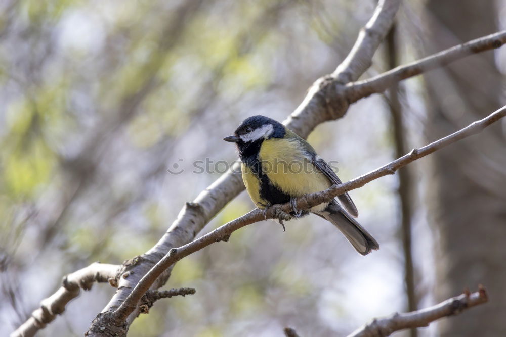 Similar – Image, Stock Photo Tit on a birch branch