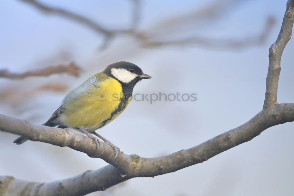 Similar – Image, Stock Photo Great tit sitting on a bare twig in front of a blue-grey sky