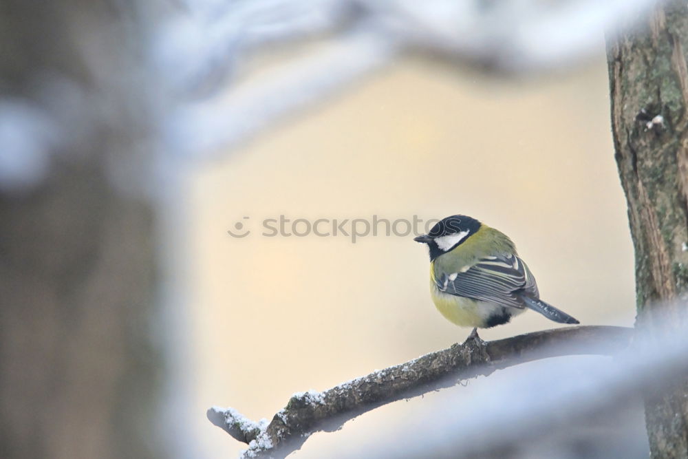 Similar – Image, Stock Photo *flatter* Bird Tit mouse