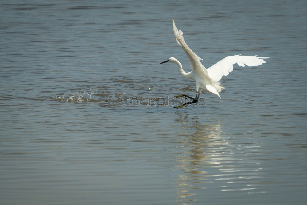 Similar – Swanlake. Schwan See Teich