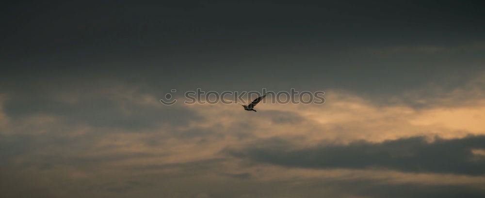 Similar – Image, Stock Photo Special sausage with tower