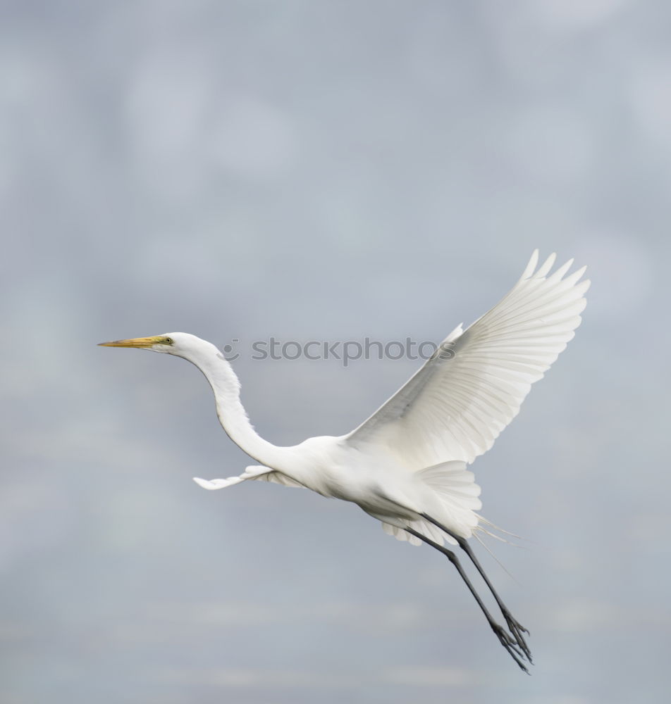 Similar – Image, Stock Photo spoonbill Environment