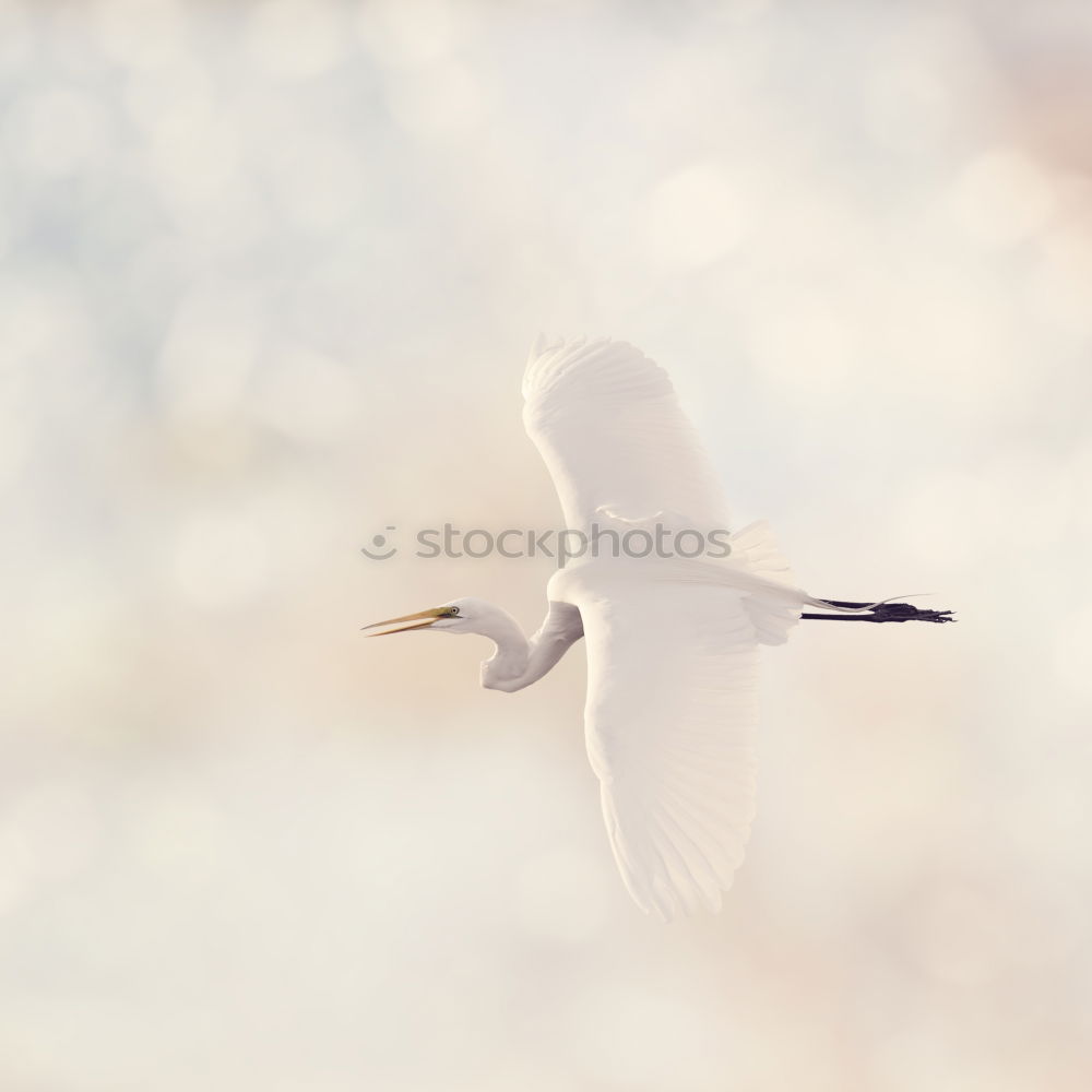 Similar – Image, Stock Photo Seagull 1 Sailing Aviation