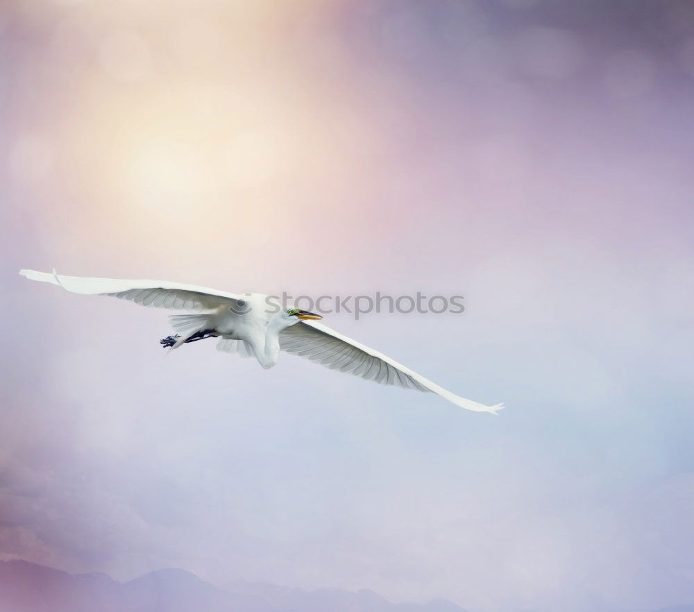 Image, Stock Photo Seagull in the light