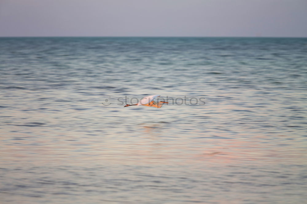 Image, Stock Photo Cuba