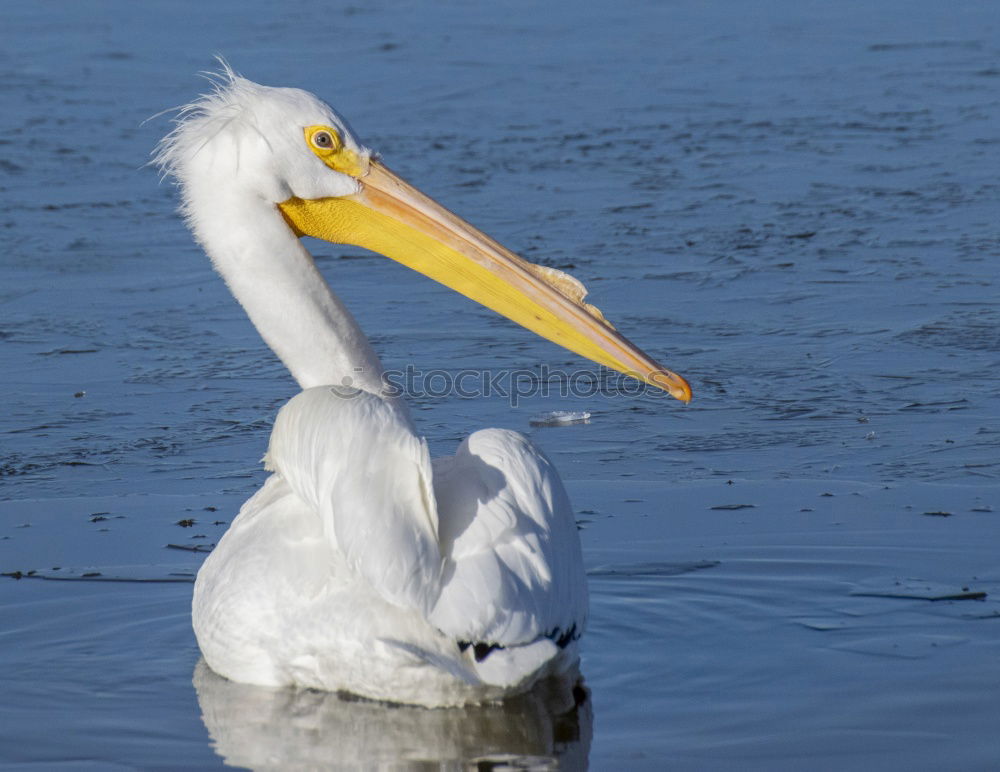 Similar – Image, Stock Photo bird Bird Zoo Ocean White